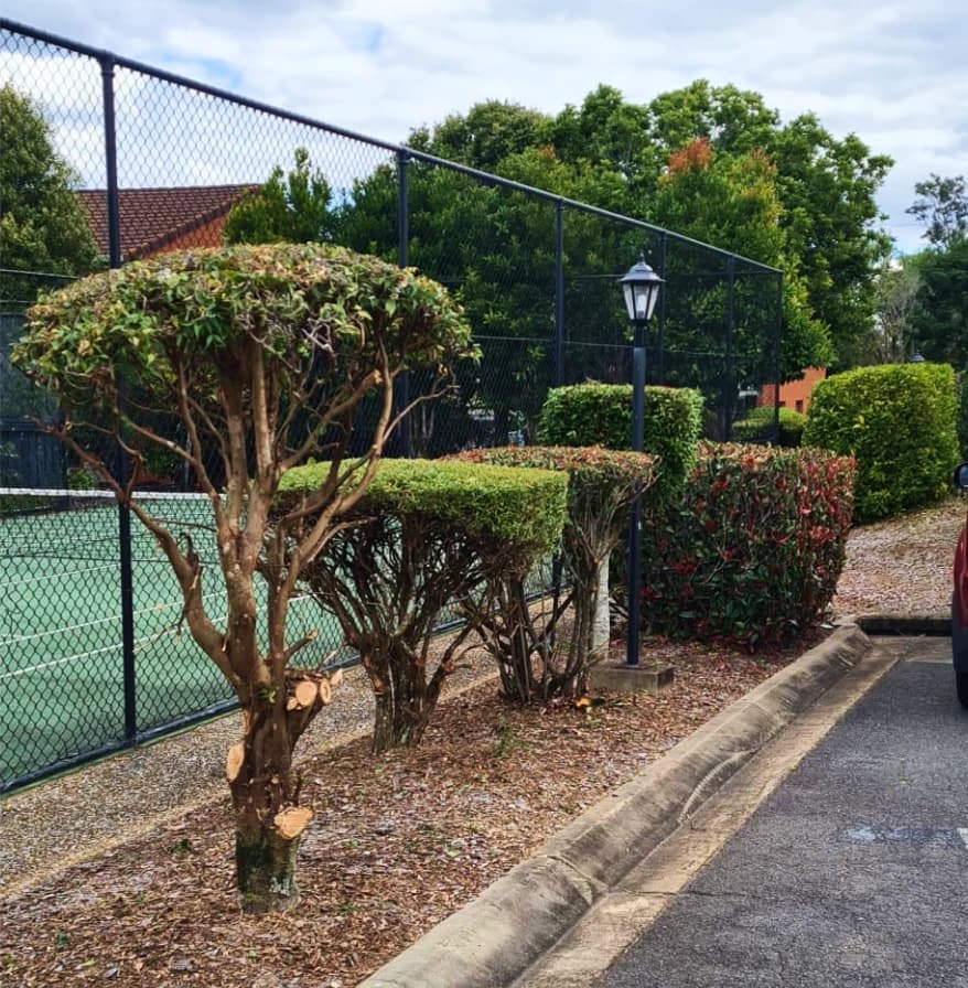 Clean edged lawn along a driveway in Sunnybank Brisbane — precision lawn edging service