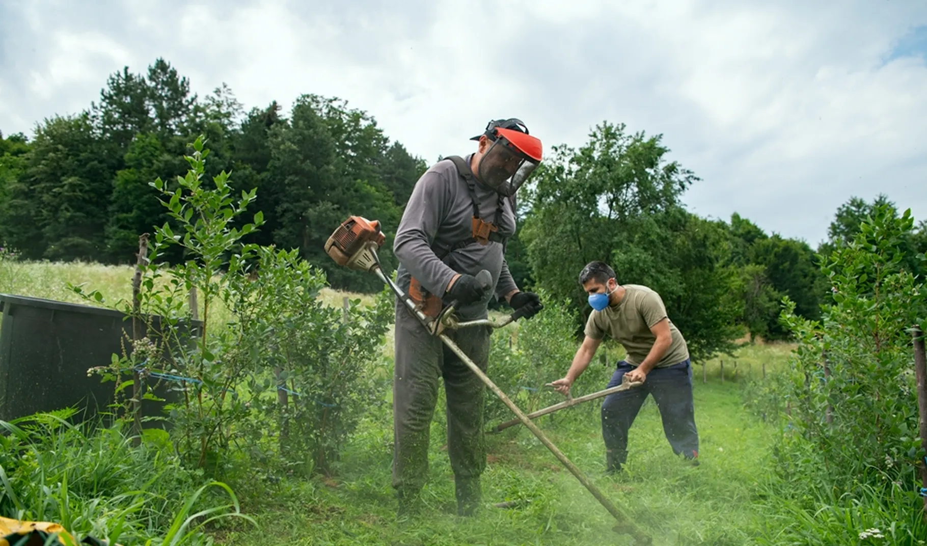 Hedge Trimming and Small Tree Care in Brisbane